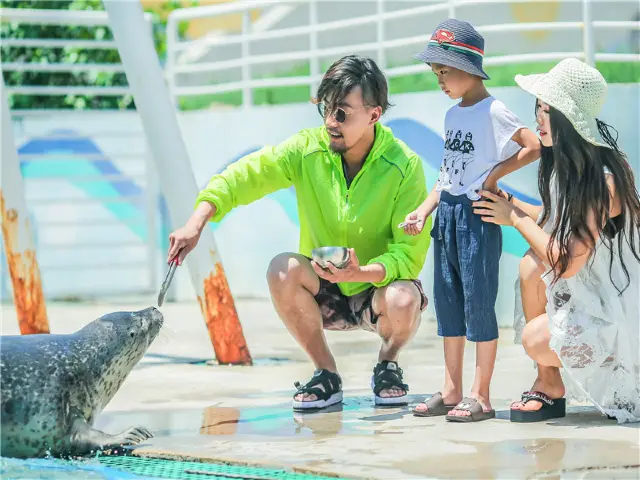Seal Feeding in Qinhuangdao