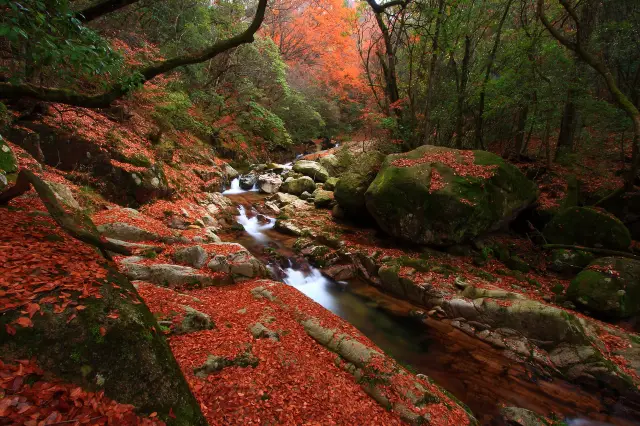Fall Foliage Sightseeing in Bazhong