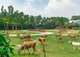 長隆野生動物世界