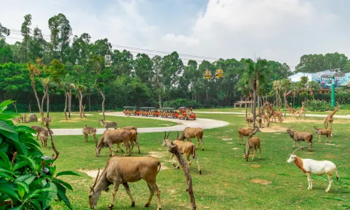 Chimelong Safari Park