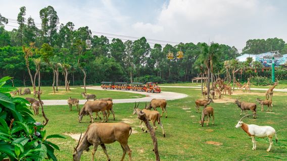 Chimelong Safari Park