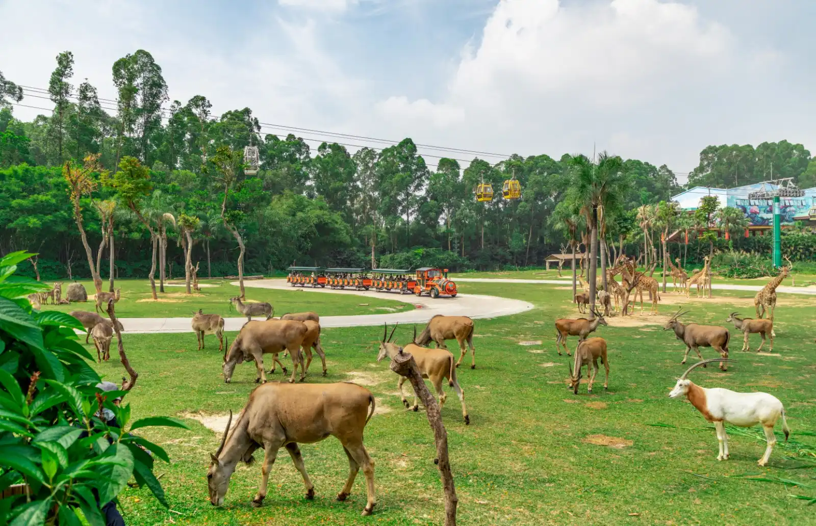 Hotels near Chimelong Safari Park