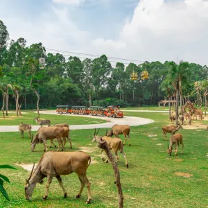 Chimelong Safari Park