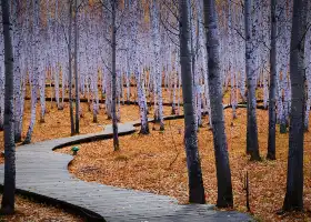 White Birch Forest Scenic Spot
