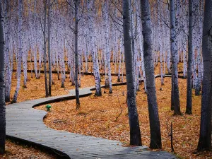 White Birch Forest Scenic Spot