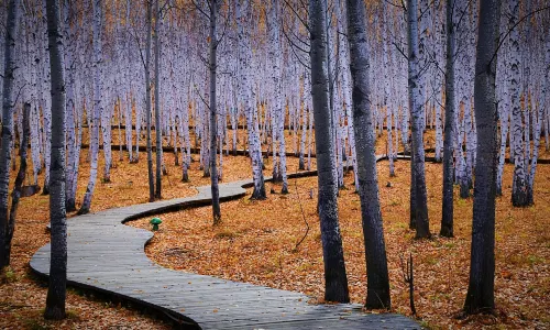 White Birch Forest Scenic Spot