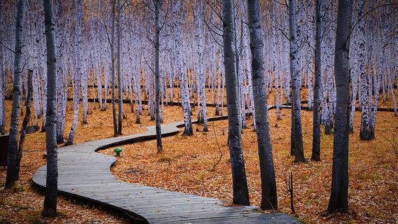 White Birch Forest Scenic Spot