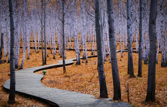 白樺林景區門票成人