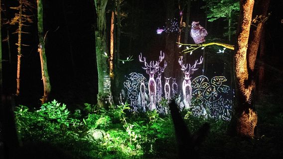 Lake Akan Forest Night Walk "Kamui Lumina"
