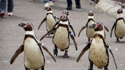 おたる水族館