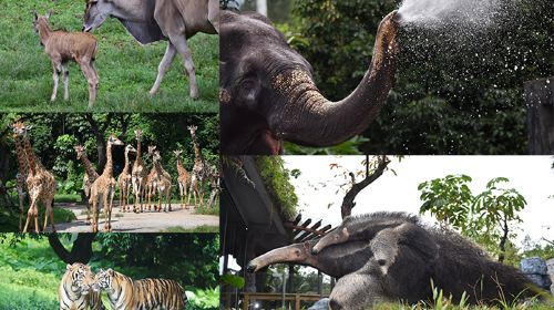 深圳野生動物園