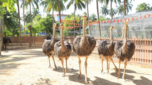 椰子大觀園