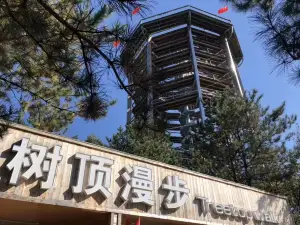 樹頂漫步