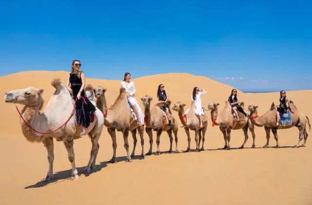 Camel Riding in Ordos