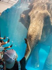 カオキアオ動物園