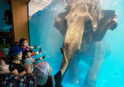 Khao Kheow Open Zoo