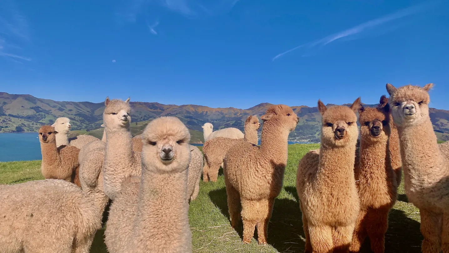 4_Shamarra Alpacas