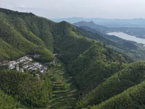 Bamboo Forest In Mukeng