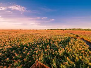 Dingxiang Ecological Tourism Area - Reed Sea Crab Beach