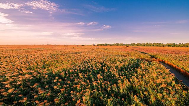 Dingxiang Ecological Tourism Area - Reed Sea Crab Beach