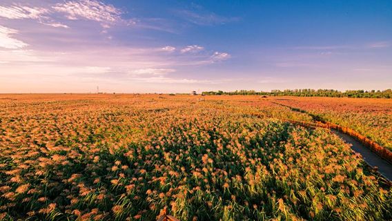 Dingxiang Ecological Tourism Area - Reed Sea Crab Beach