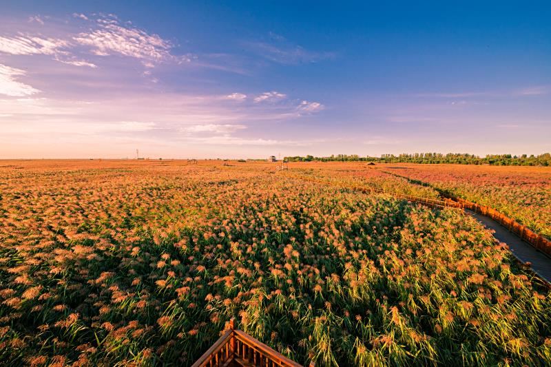 Dingxiang Ecological Tourism Area - Reed Sea Crab Beach