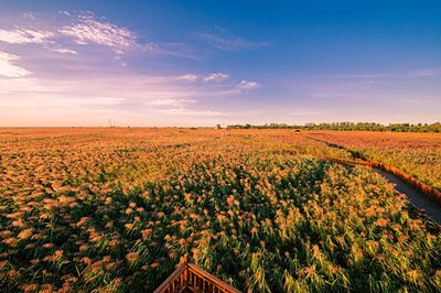 Dingxiang Ecological Tourism Area - Reed Sea Crab Beach