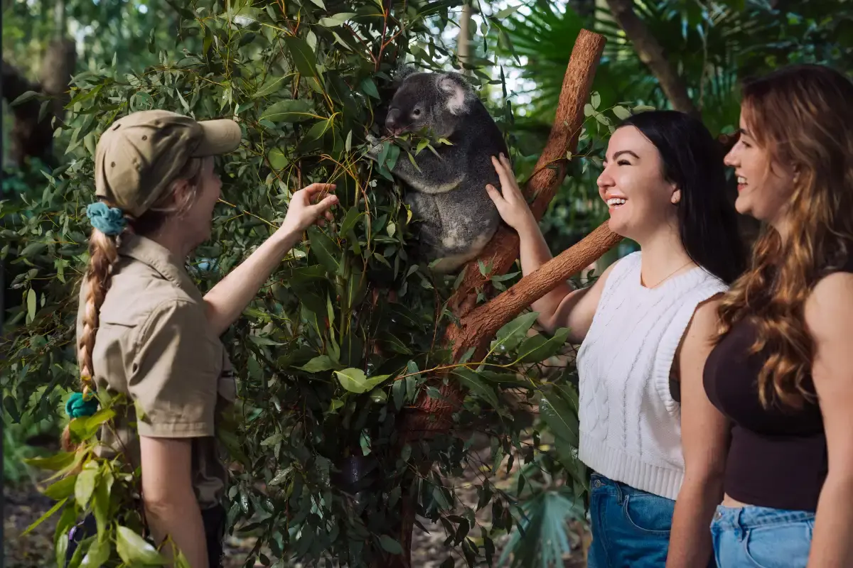 Lone Pine Koala Sanctuary