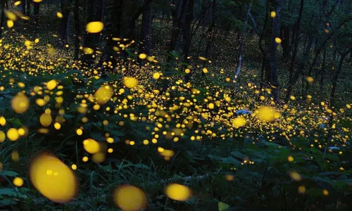 Firefly Watching in Bintan