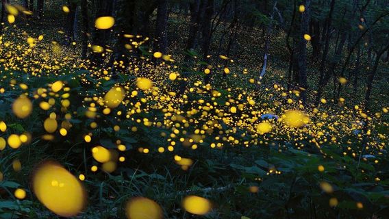 民丹島看螢火蟲