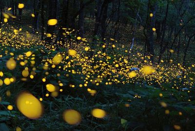 Fireflies Watching in Bintan