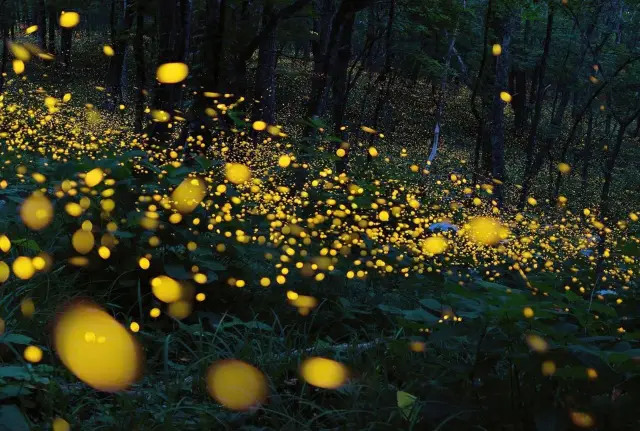 民丹島看螢火蟲