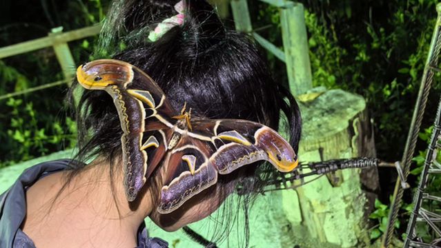 Xishuangbanna Tianyuan Insect Valley