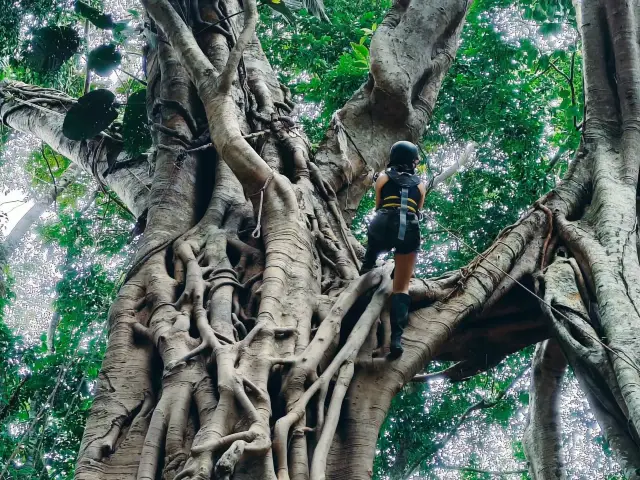 Tropical Rainforest Exploration in Xishuangbanna