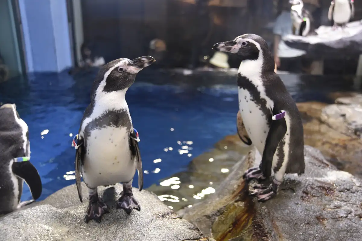 Enoshima Aquarium