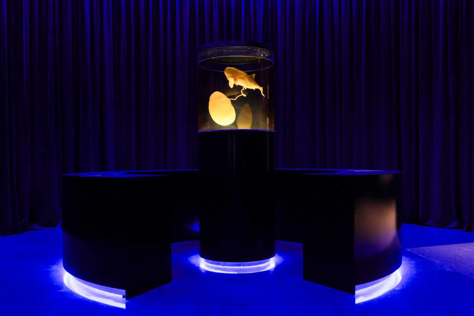 Touch the Deep Sea: Special Exhibition on the Evolution of Ancient Life | Shanghai