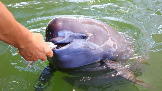 Yangtze River Finless Porpoise Garden