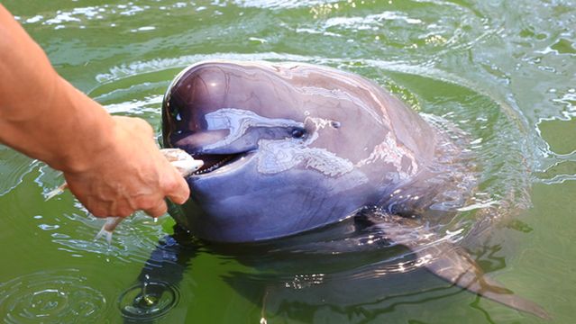 chang jiang jiang tun yuan