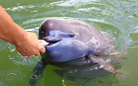 Yangtze River Finless Porpoise Garden