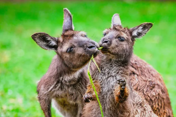 4_Featherdale Sydney Wildlife Park
