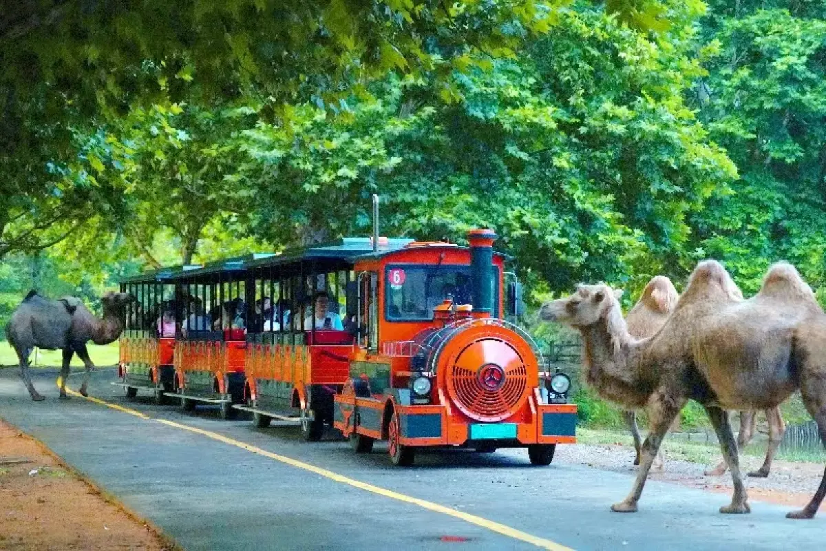 What to Do at Hangzhou Safari Park