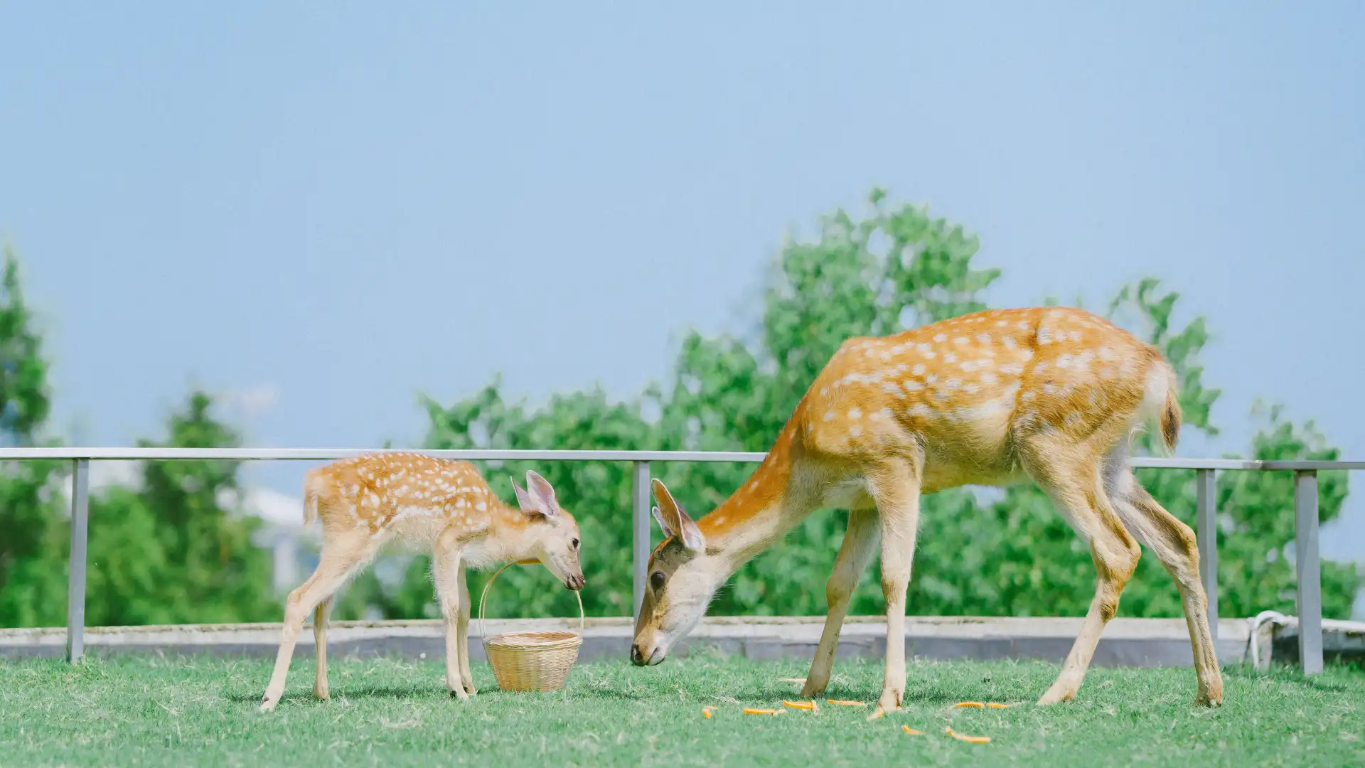 Hotels near Baicha Yuan Little Deer Garden Campsite