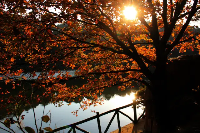 Fall Foliage Sightseeing in Zibo