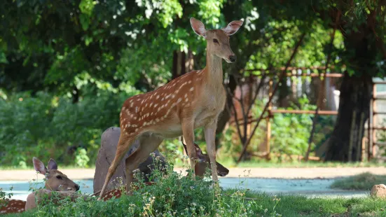 Xiongsen Animal World