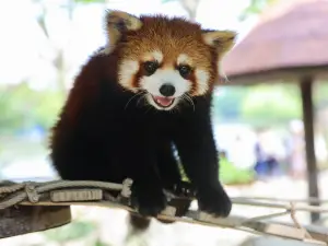 Shanghai Wild Animal Park