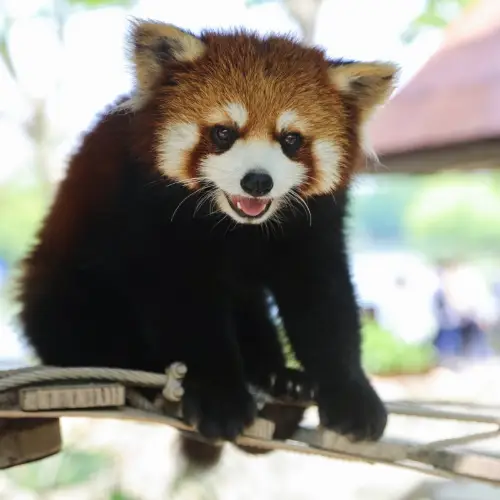 Shanghai Wild Animal Park