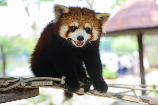 上海でレッサーパンダに餌やり体験ができる場所。 | Trip.com 上海