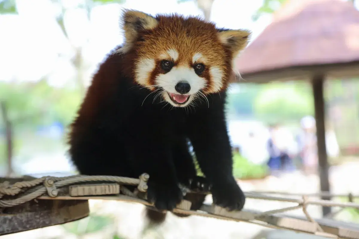 2_Shanghai Wild Animal Park
