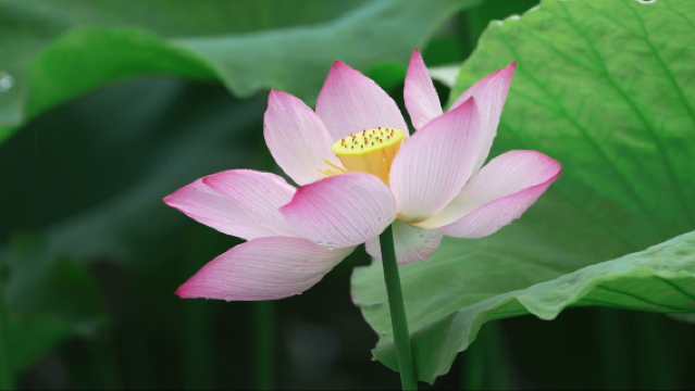 Shuoxi Lake Scenic Area