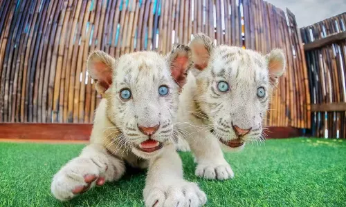 Dalian Lions and Tigers Park
